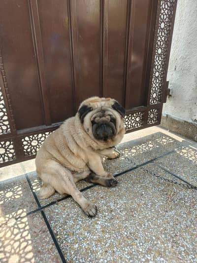 healthy pug for sale.