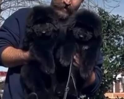 black German Shepherd long coat puppies for sale