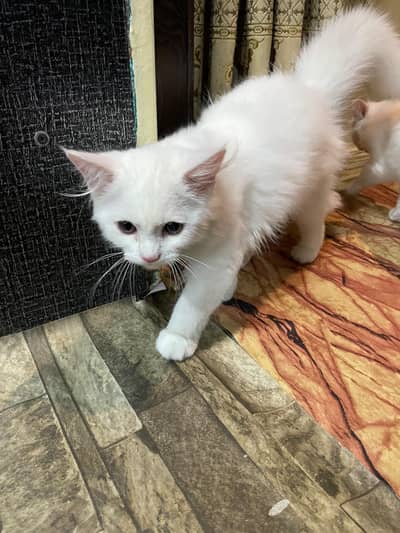 Persian Doll face cats