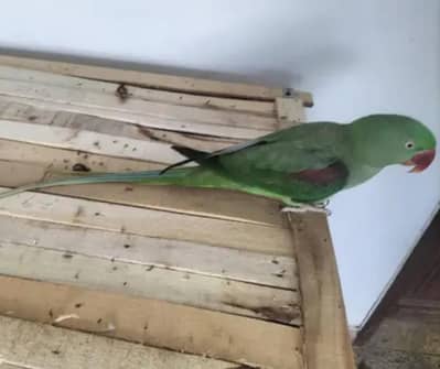 Kashmiri pahri female breeder WhatsApp 0324 8203246