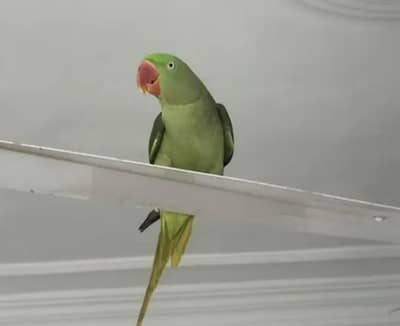 Kashmiri pahri female breeder WhatsApp 0324 8203246