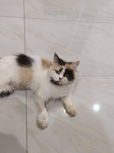 beautiful Calico female
