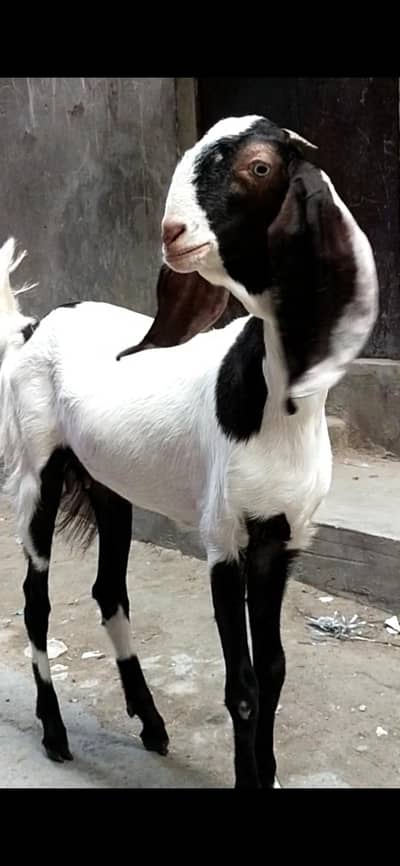 dasi bakri path gaban 03098289032