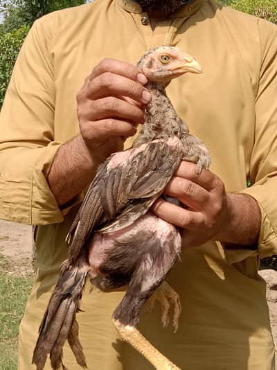 Aseel chiks for sale