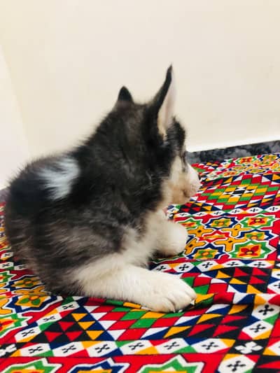 Cute Dog for Sale