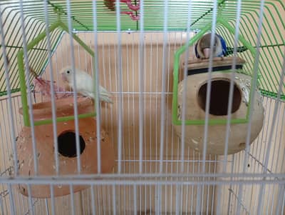 love birds sale