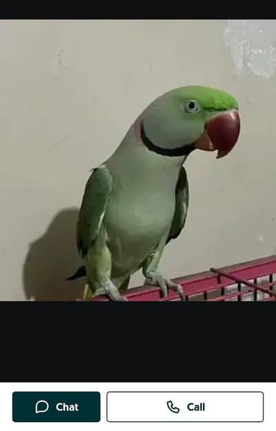 Kashmir raw parrot hand train