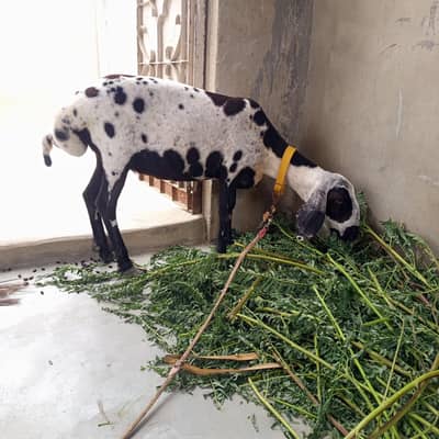 Sheep For Sale