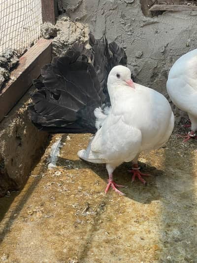 Black tail pigeon
