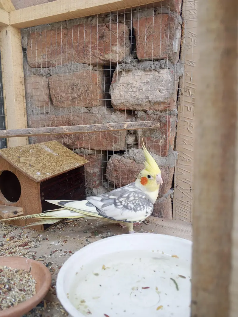 male female donon hai