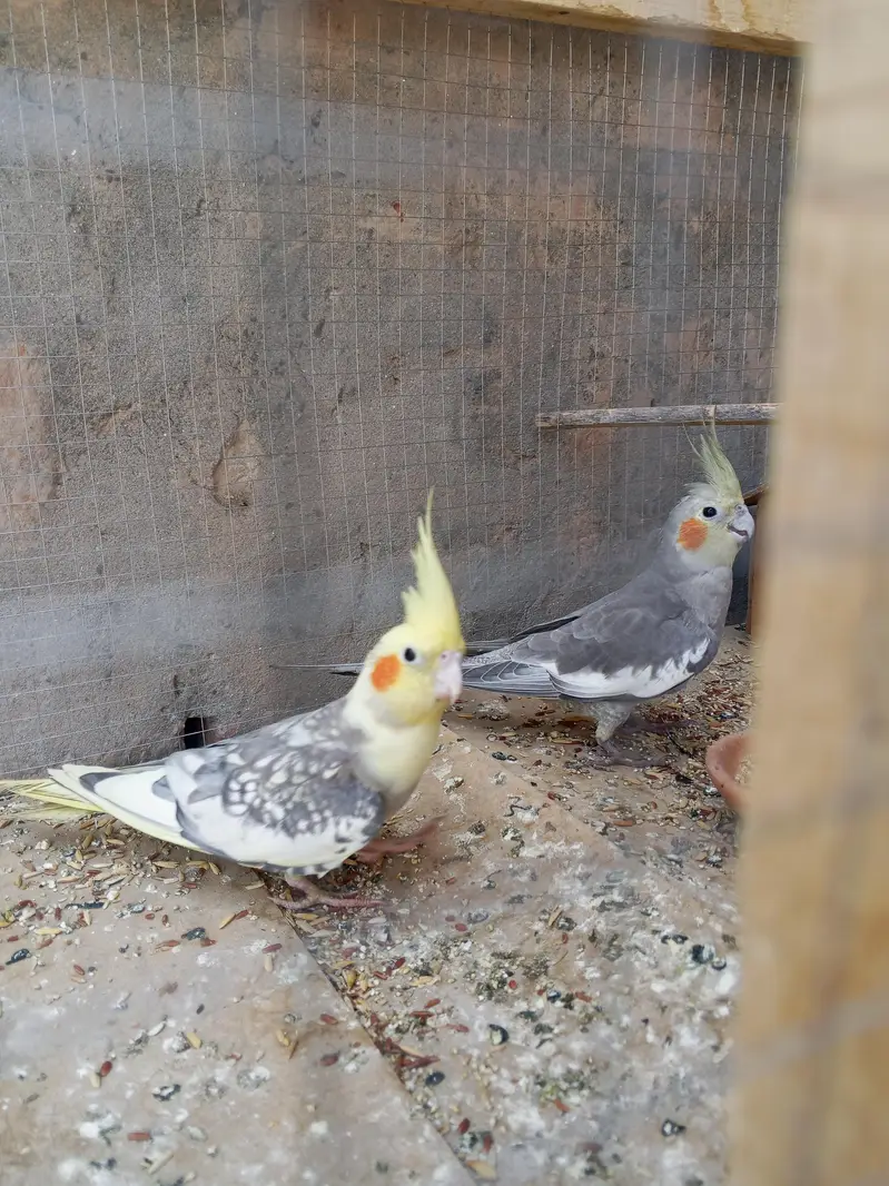 male female donon hai — photo 3