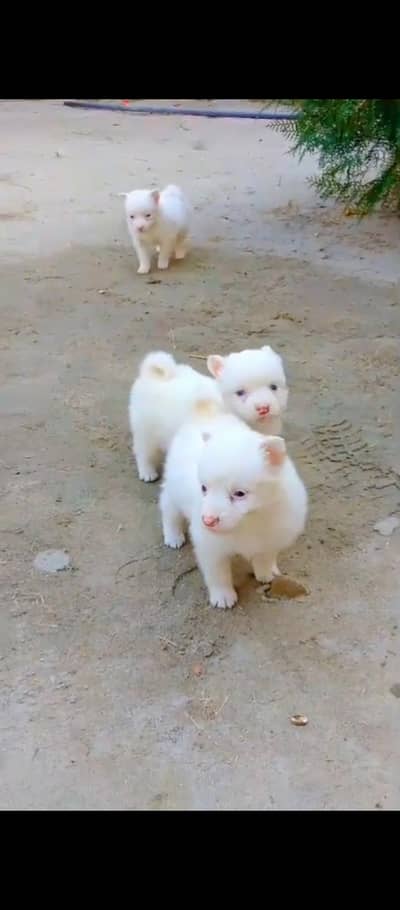 Russian pink nose puppies