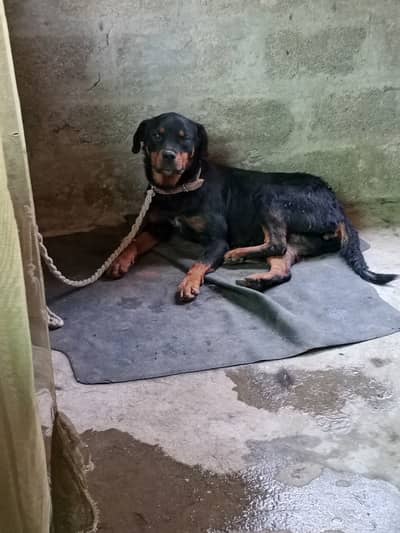 Rottweiler