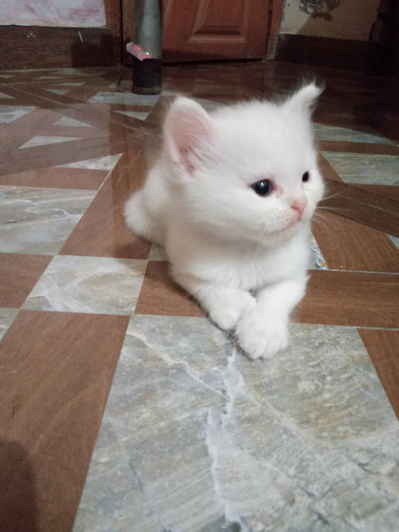 kitten pair 1