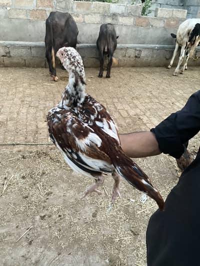 Aseel chicks for sale