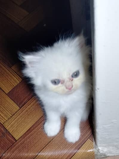Semi Punch Persian Kittens 