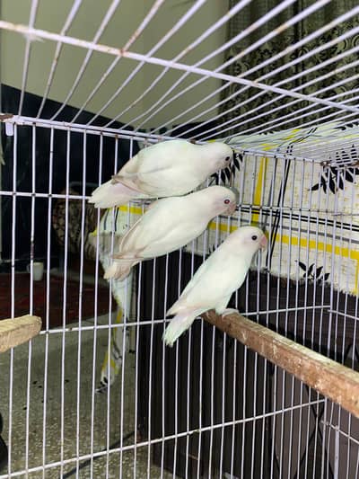 albino breeder pair with extra female