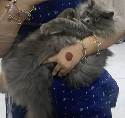 British male cate very nice and playfull vaccinated 6 months me lgi