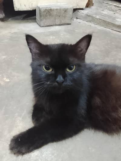 Beautiful Black Long Hair Cat (Mixed Breed)