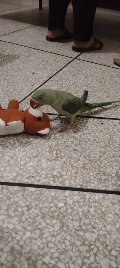 raw parrot healthy for sale