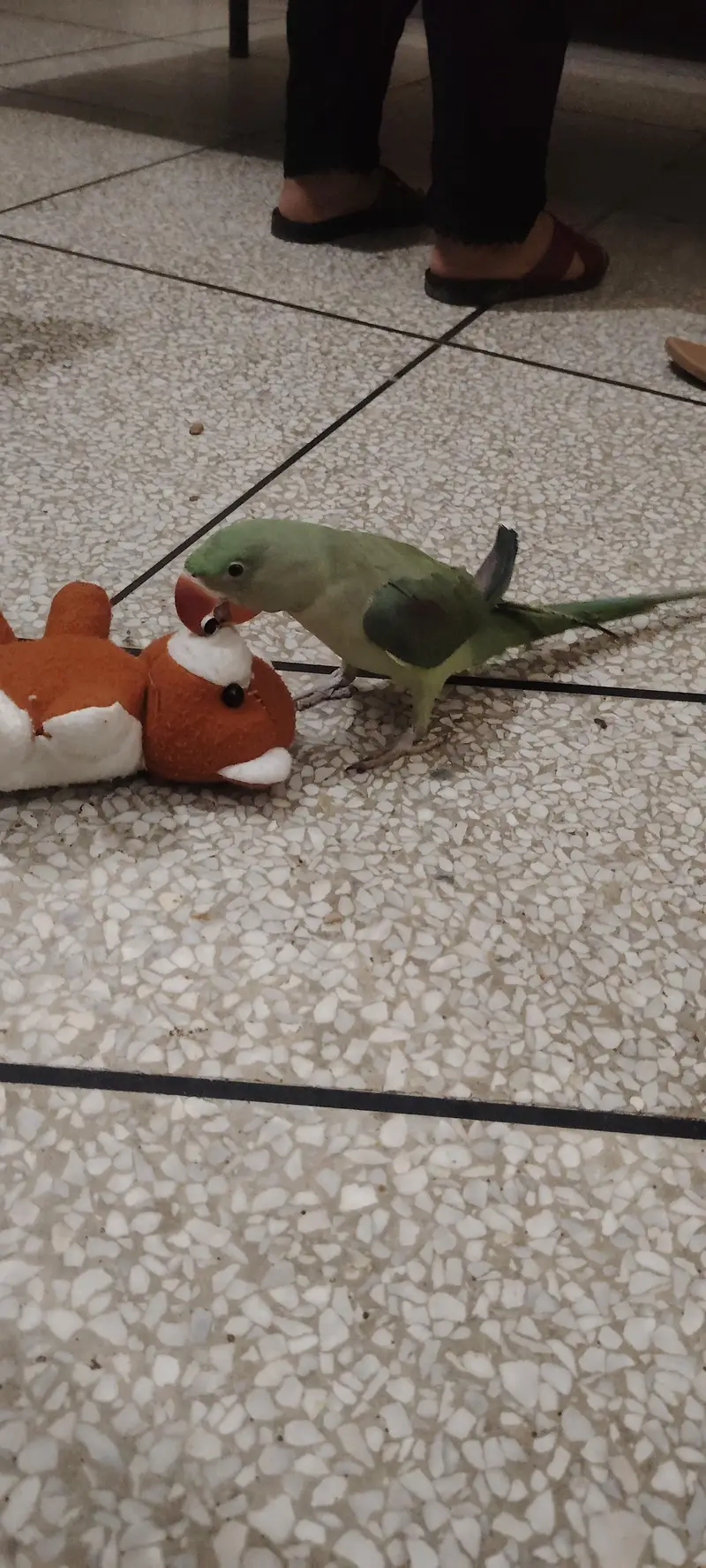 raw parrot healthy for sale