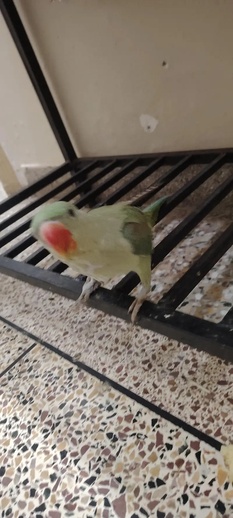 raw parrot healthy for sale — photo 2
