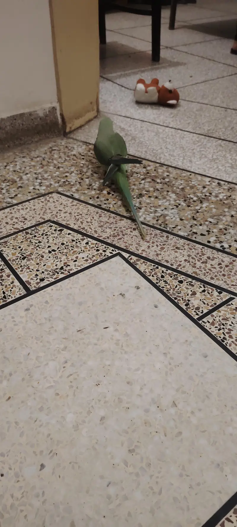 raw parrot healthy for sale — photo 3