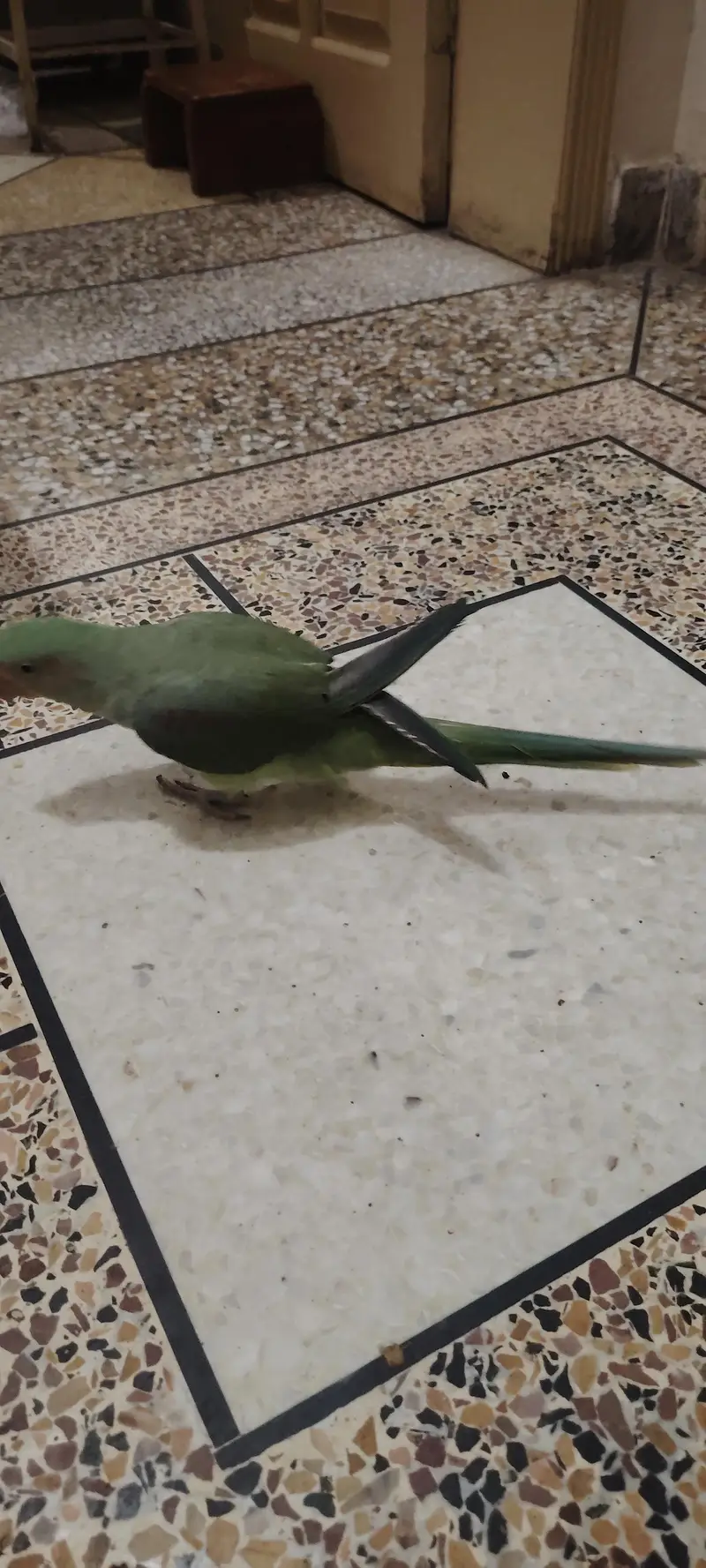 raw parrot healthy for sale — photo 4