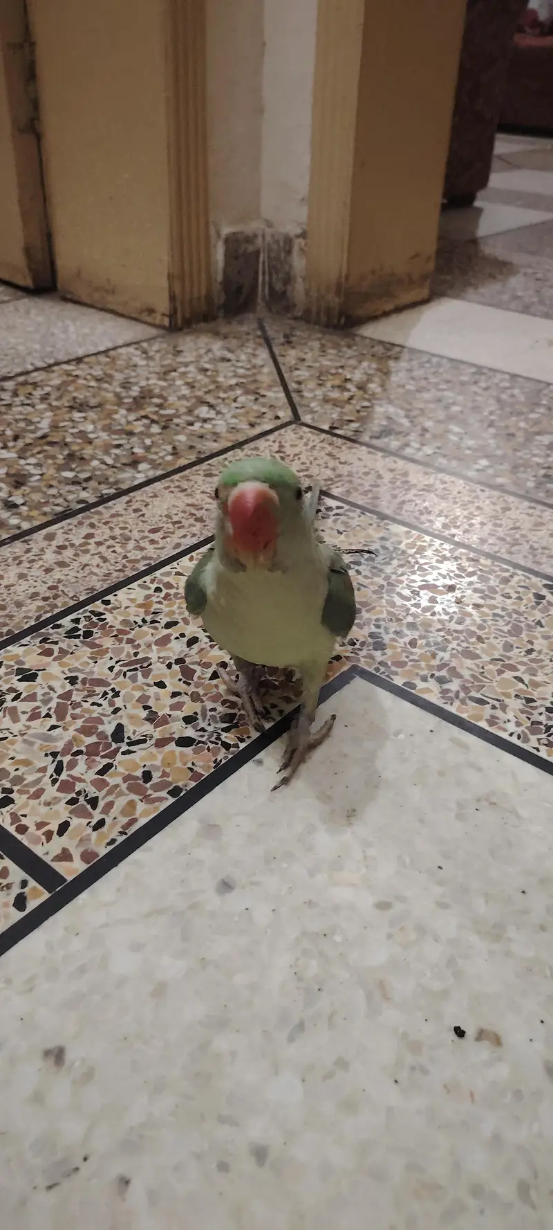 raw parrot healthy for sale — photo 5