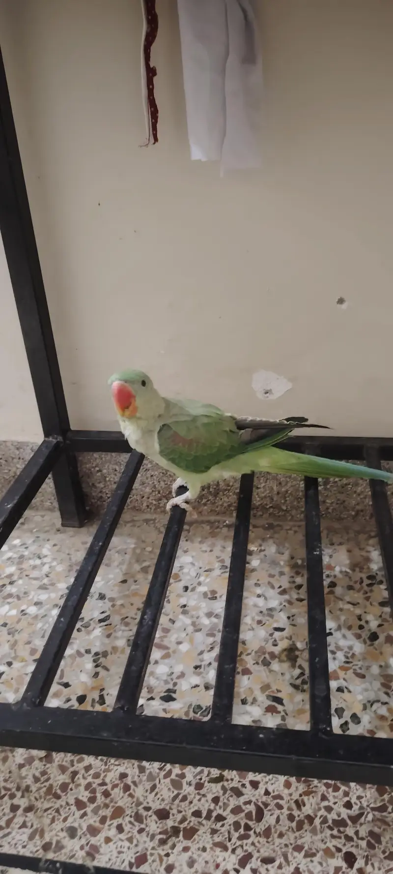 raw parrot healthy for sale — photo 6