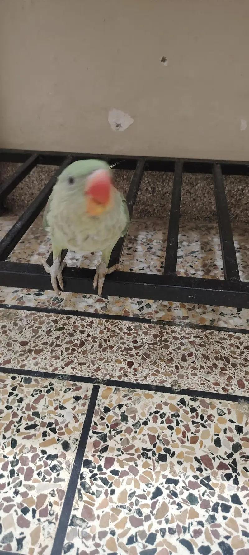 raw parrot healthy for sale — photo 7