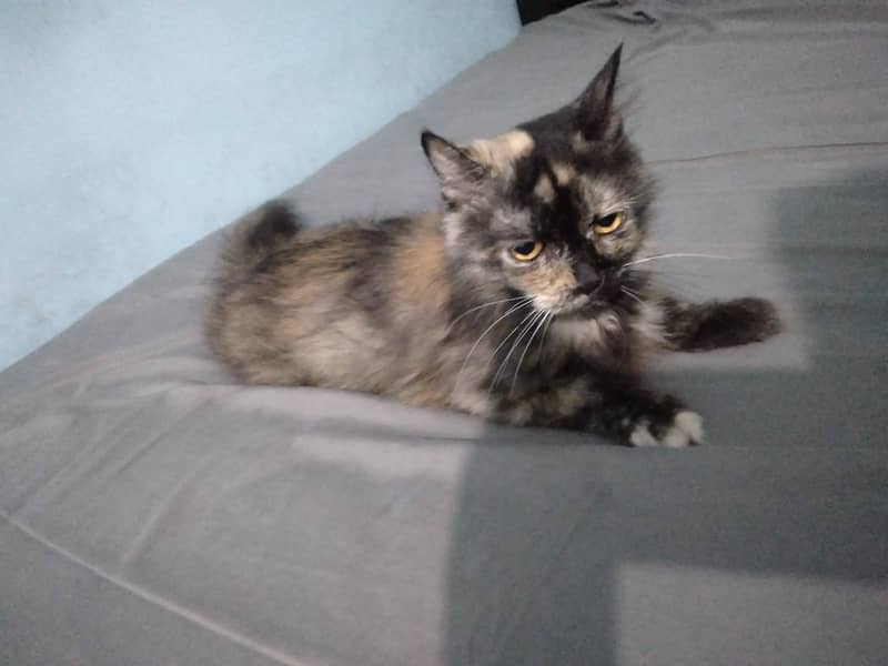 Persian cat 0