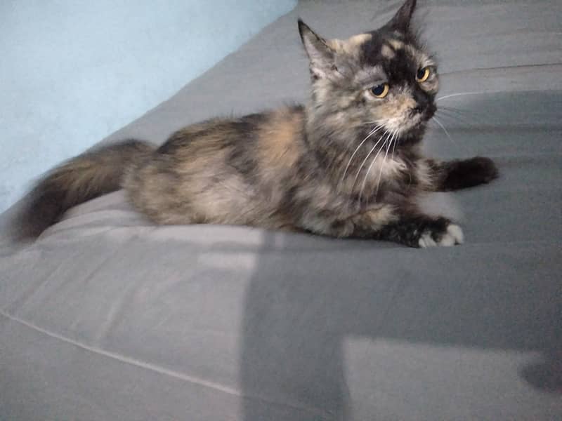 Persian cat 1