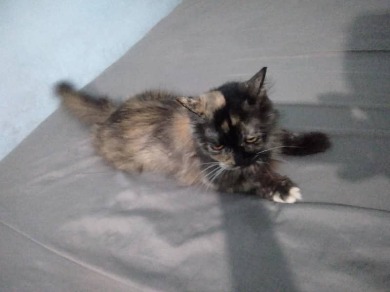 Persian cat 2