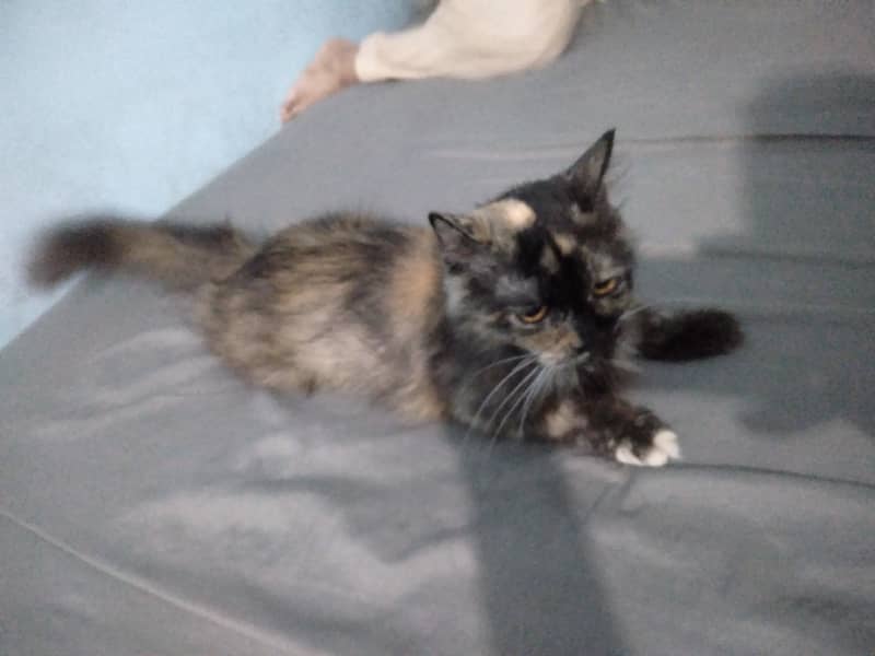 Persian cat 3