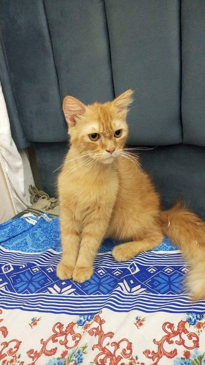 fluffy cat healthy and cute 1