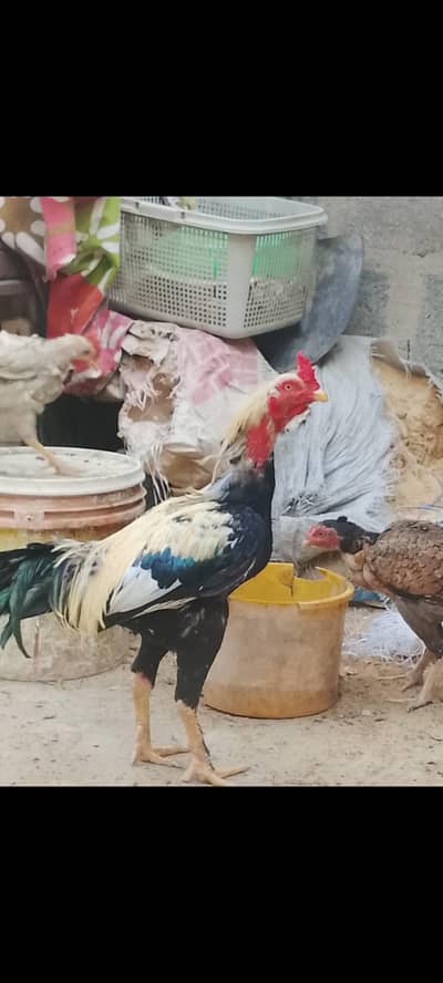 aseel breeder murga