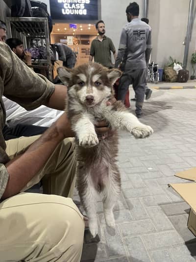 Husky male triple coat 2.5 month