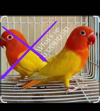 love bird pair with Chic for sale
