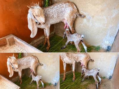 Makha Cheeni Bakri for sale With 1Femal kid