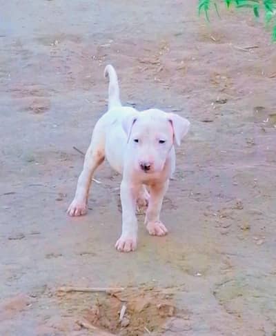 pure gultair female puppy