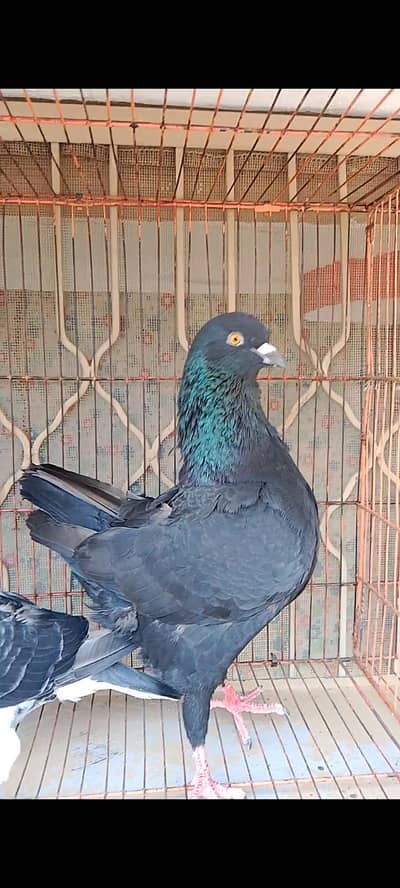 Modena king cross male and aseel roosters for sale