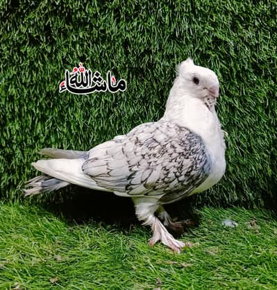 Sentinet Common Cheery 5Kali Young Patha For Sale