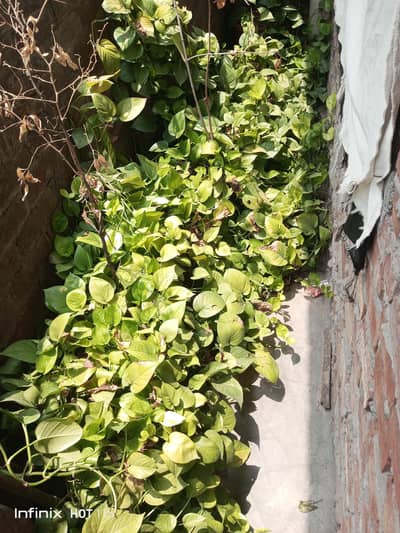 6 plants