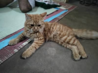 prishian cat
