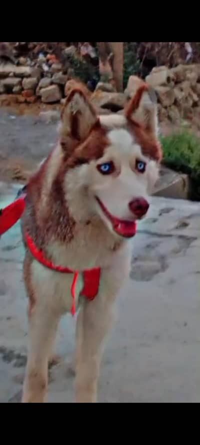 Siberian husky