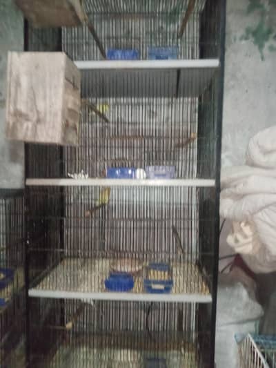 love brids cages