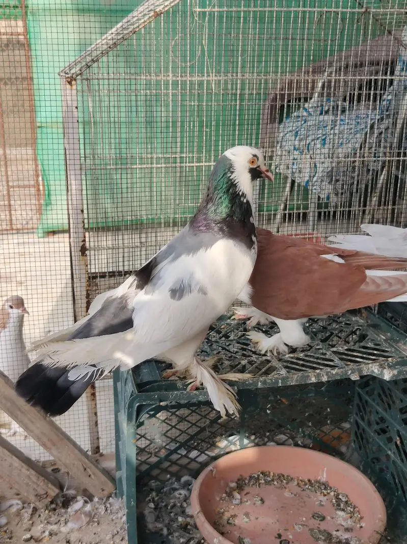 shirazi or pouter — photo 2