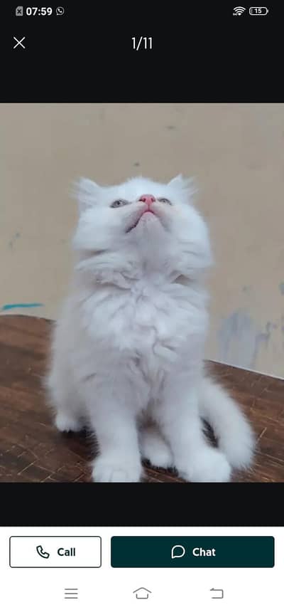 Persian cat for sale male or female my WhatsApp number33=54=71=82