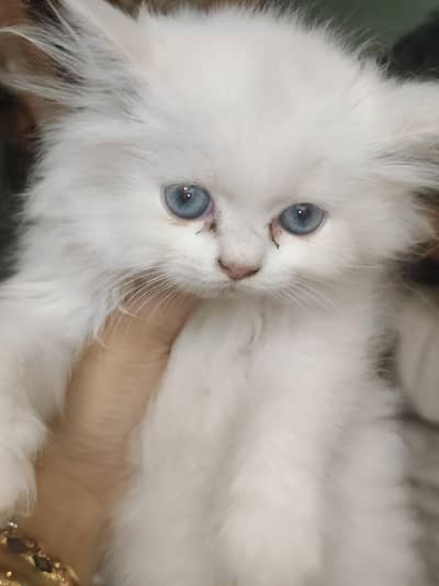  Pure Persian Triple Coated Kittens for Sale 